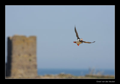 3112  flying puffin, Staple island