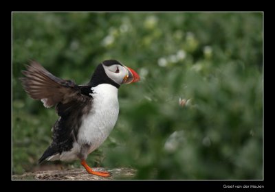 9851 puffin pumping up flying muscles