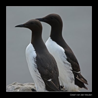 0351 guillemots, Farne Islands