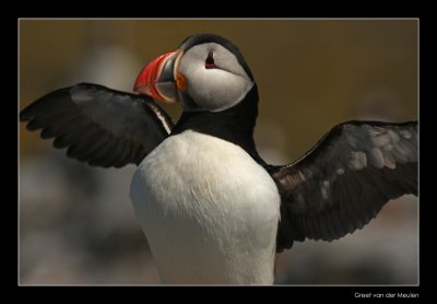 2923 puffin