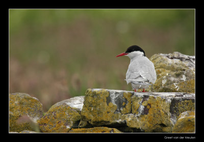 9567 arctic tern, Farne Islands