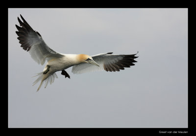0632 flying gannet