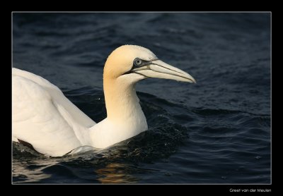 1025 swimming gannet, Bass Rock