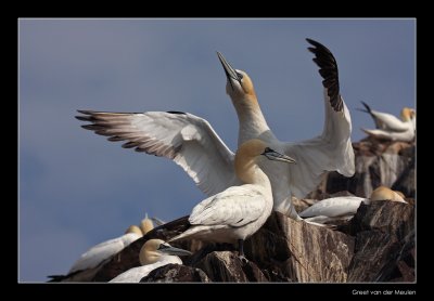 1764 gannet spreading wings, Bass Rock