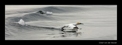 0560 rising gannet