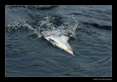 0973 diving gannet, Bass Rock