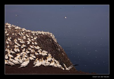 1557 gannets on the cliffs of Bass Rock