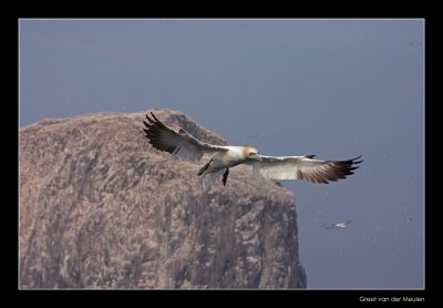 1120 flying gannet in front of Bass Rock