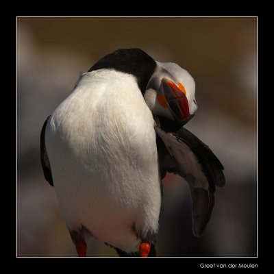 2908 puffin from different perspective