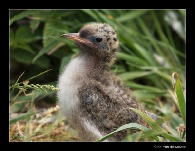 0451 arctic tern chick, Farne Islands