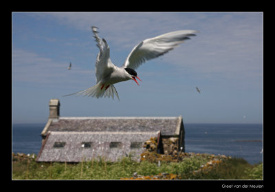 3642 arctic tern on Inner Farne