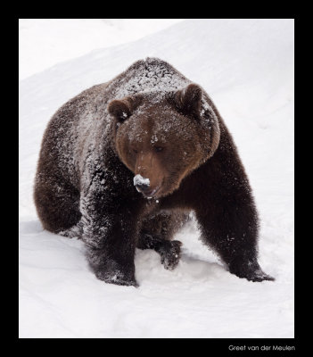 9695 brown bear