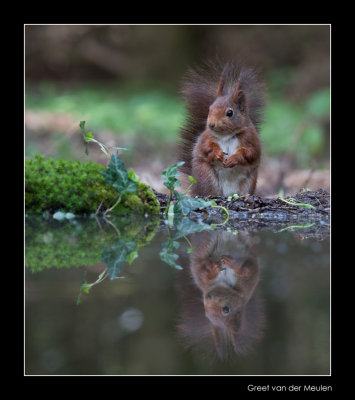 5606 red squirrel in the mirror