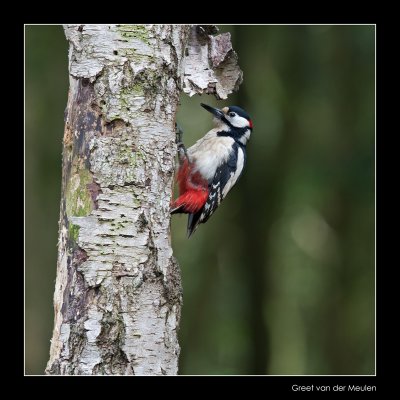 5585 great spotted woodpecker