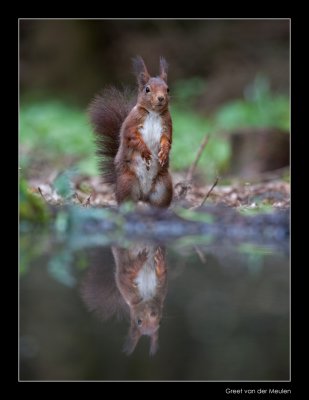 5850 standing red squirrel
