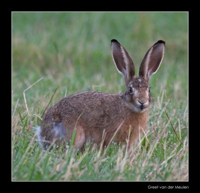 0650 young hare in morning dew