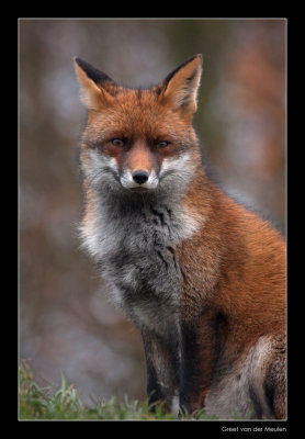 6497 fox