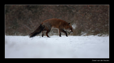 7962 fox in snow