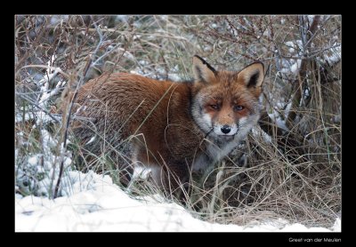 7883 fox in snow