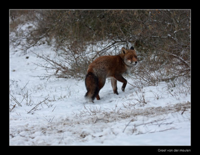 7787 fox in snow