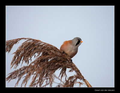 9229 bearded tit