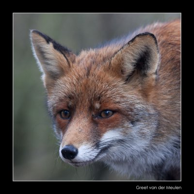 4723 fox