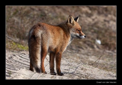 0260 fox