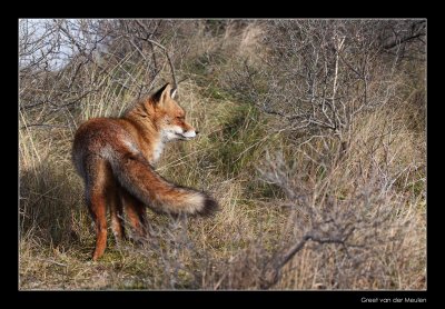 0096 fox
