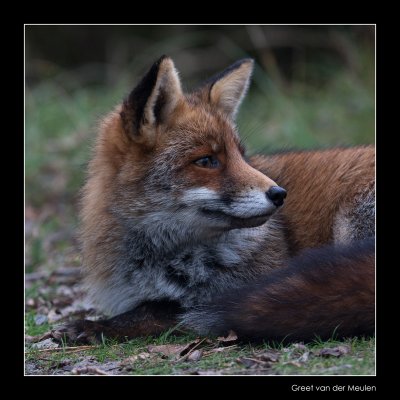 5235 fox