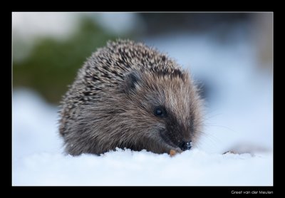 0631 hedgehog in snow