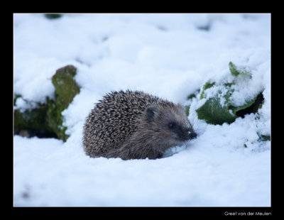 0949 hedgehog in snow