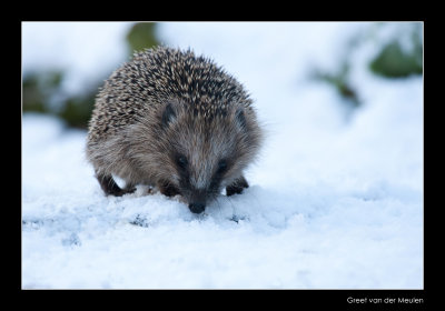 0821 hedgehog in snow