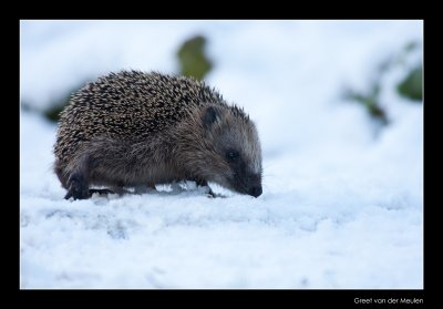 0809 hedgehog in snow