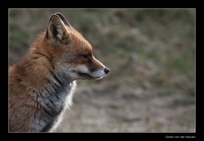 0343 fox