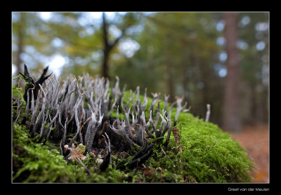 9207 candlesnuff fungus in beech forest