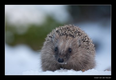 0638 hedgehog in snow