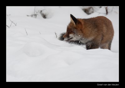 1367 fox in snow