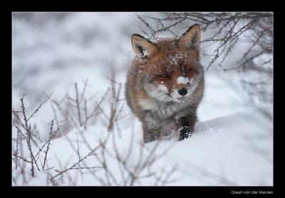 1586  fox in snow