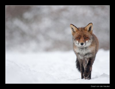1737 fox in snow