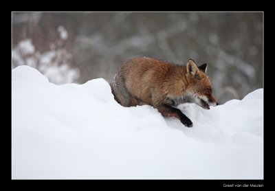 2071 fox stepping over snow ridge
