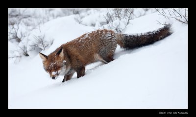 1601 fox walking down in snow