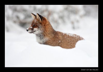 1564 fox in snow