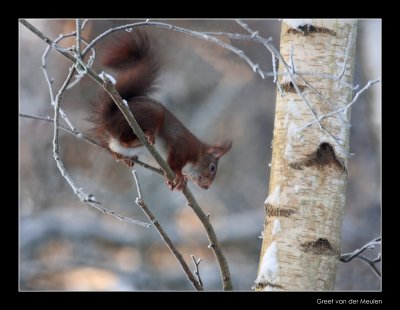 2870 red squirrel in winter