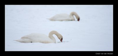 4913 mute swan in windy snow