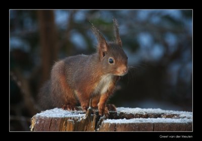 5920 red squirrel