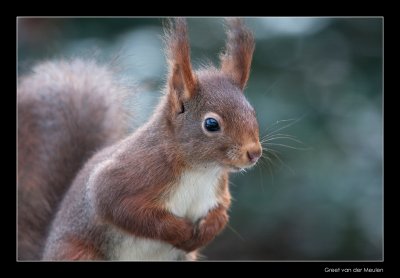 6424 red squirrel