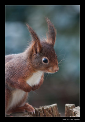 7343 red squirrel