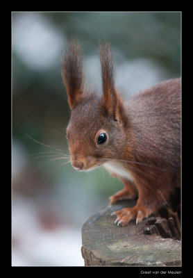 6777 red squirrel