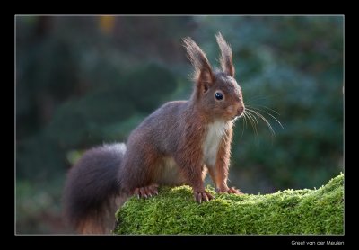 8432 red squirrel