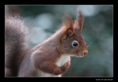 6428 red squirrel
